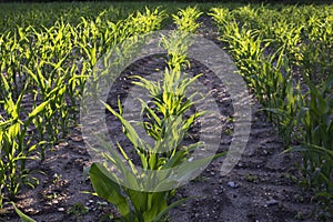 Corn plante on a Sunny field