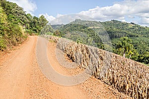 Corn plantiation and farm road in Gramado