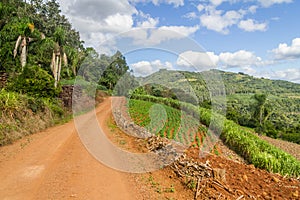 Corn plantiation and farm road in Gramado