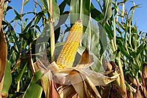 Corn plants