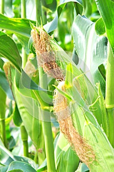 Corn plants