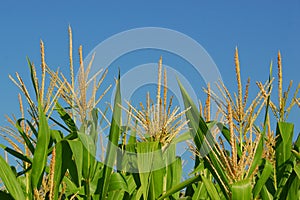 Corn plants