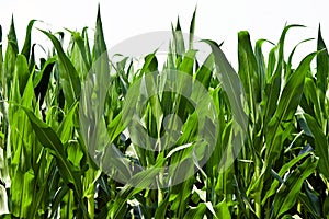 Corn Plants