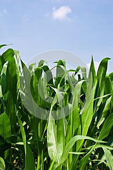 Corn Plants