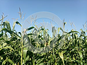 Corn plants against a blue sky