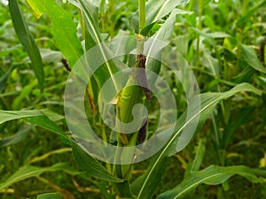 Corn plants that bear fruit indicate that there will be a harvest soon photo