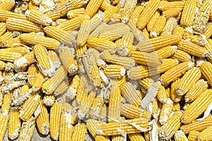 Corn plants,Corn mill, Corn and Grain Handling or Harvesting Termina