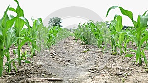 Corn plants in the field