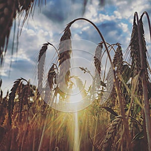 Corn plants field in the sunhine