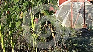 Corn plants and greenhouse covered in first autumn frost. Zoom out. 4K