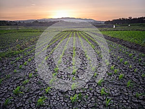 Corn plants growing on cracked soil due to drought photo