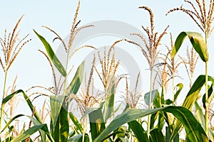 Corn plants growing in the field, agrarian plantation of fodder culture