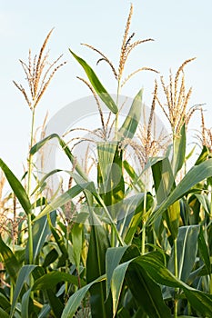 Corn plants growing in the field, agrarian plantation of fodder culture