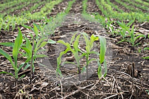 Corn plants that are planted in rows shortly after germination