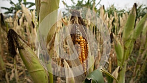 Corn plants are ready to harvest in summer