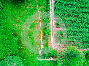 Corn plants, roads and trees