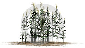 Corn plants on a snd erea