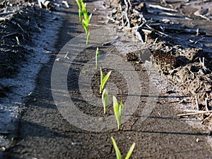 Corn Plants Sprout in Field