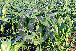 Corn plants, a staple food of the world