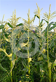 Corn plants, a staple food of the world