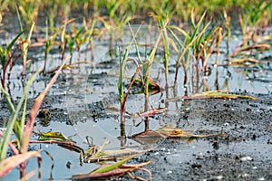 Corn plants with yellow leaves and dying in flooded cornfield due to standing water and flooding