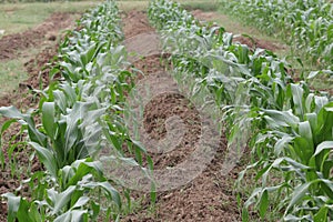 Corn plots on an organic farm in Thailand on good soil,