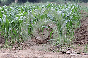 Corn plots on an organic farm in Thailand on good soil