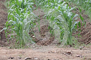 Corn plots on an organic farm in Thailand on good soil