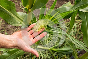 Corn pollination on plant. Checking corn field. Farmer hand caring about corn plant