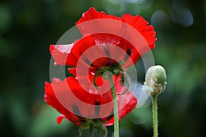 Corn poppies