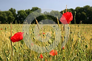 Corn poppies in front of a wheat field