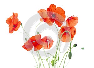 Corn Poppies with Seed Pods and Buds (Papaver Rho