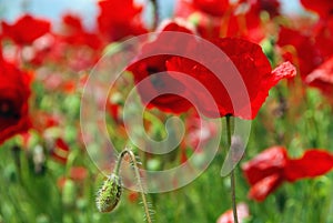 Corn poppy