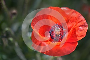 Corn poppy in close-up