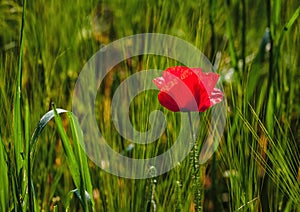 Corn poppy closeup