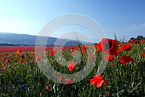 Corn Poppy field