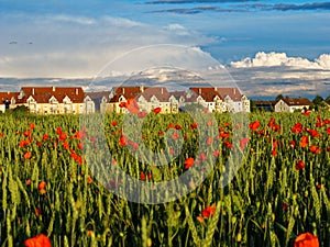 Corn poppies red bloom in green grain field by sunset light at suburb