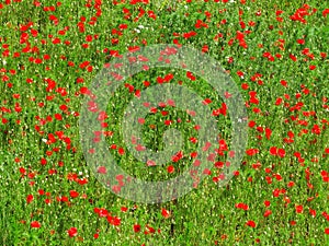 Corn poppies vivid red bloom in bright green grain field