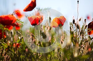 Corn Poppy Flowers Papaver rhoeas