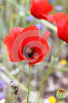 Corn Poppy Flowers