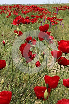 Corn poppy flowers