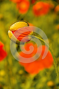 Corn poppy hatched