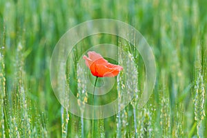 Corn poppy, papaver rhoeas red flower blossom in agriculture field