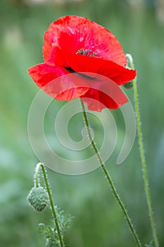 Corn poppy - papver rhoeas - beautiful flower