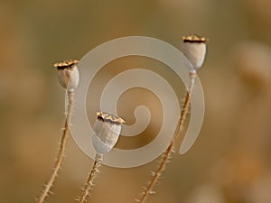 Corn poppy seedpods, selective focus