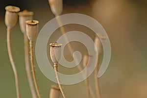 Corn poppy seedpods, selective focus