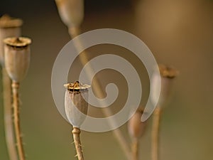 Corn poppy seedpods, selective focus