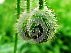 Corn poppy, yu`s flower bud