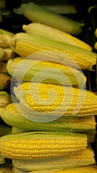 Corn on the Cob