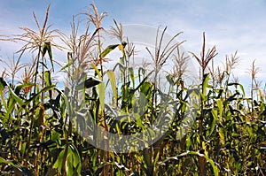 Corn Production